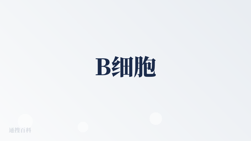 B细胞